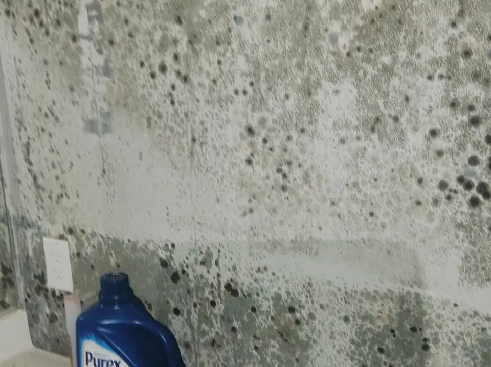Mold on a bathroom wall above the vanity