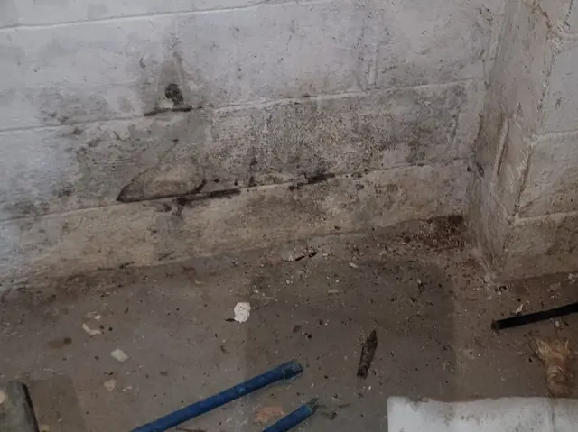 Mold on a basement block wall