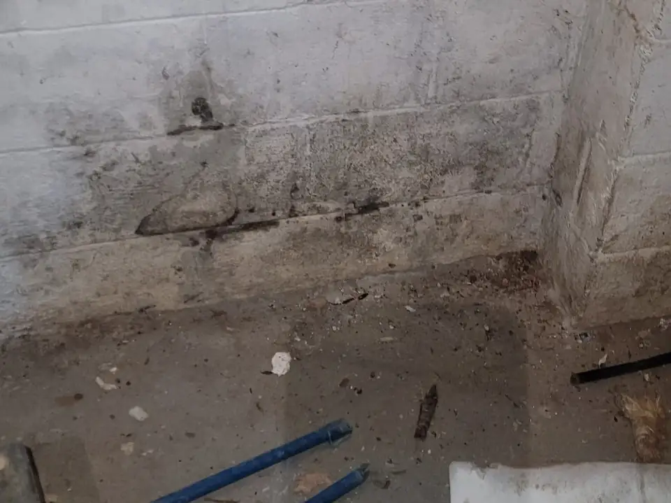 Mold growing on a block wall below the house