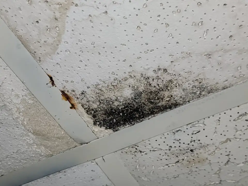 Black mold along a ceiling seam next to a rust-colored water stain, a sign water is reaching the ceiling from above