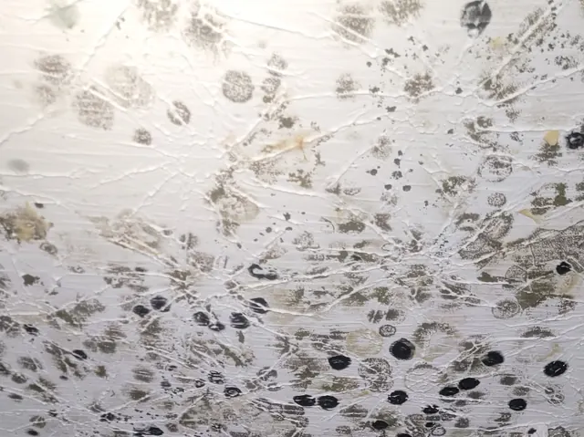 Mold spreading across a ceiling