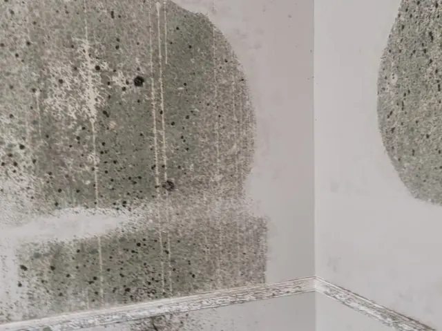 Mold covering the walls of a bedroom