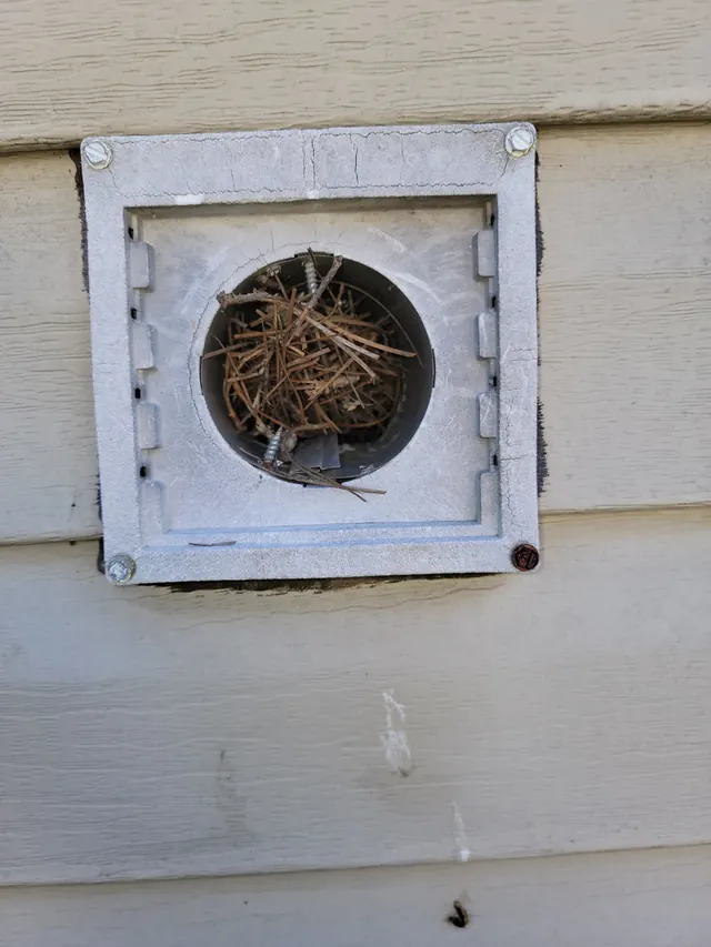 Bird nest blocking a dryer vent hood