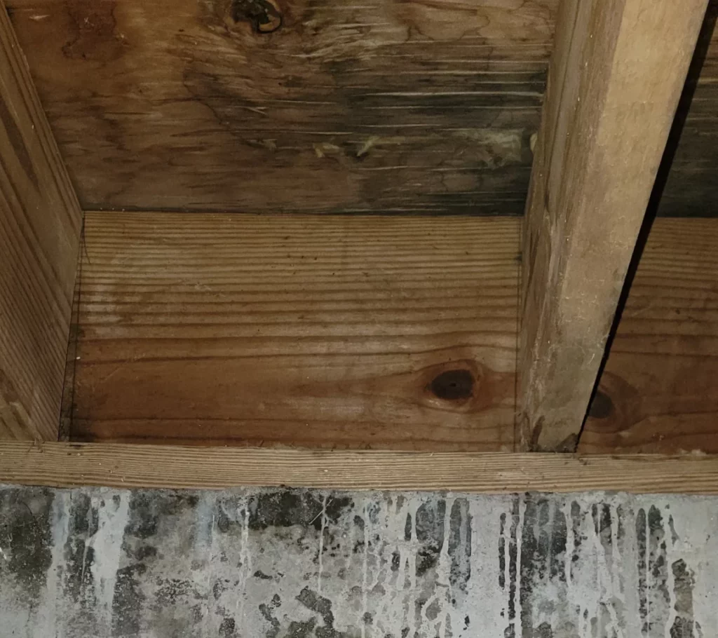 water and mold damage on wooden floor boards and on cement wall under wood joists
