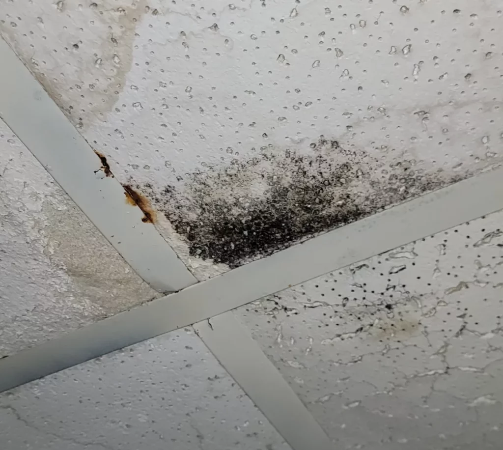 Water damage and mold on ceiling tiles