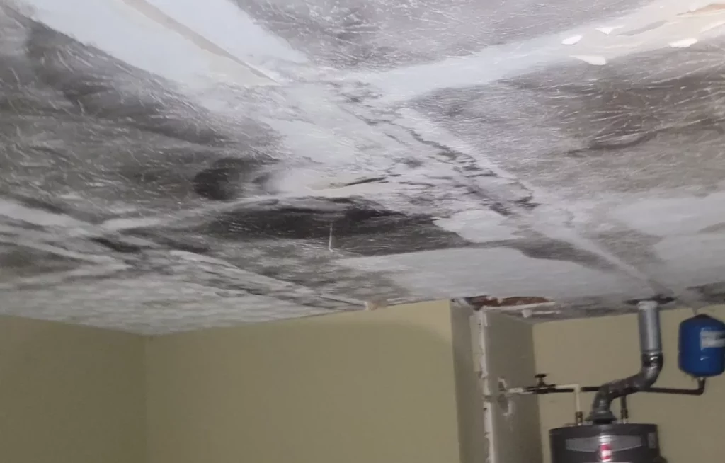 ceiling almost completely covered in mold from water damage above water heater